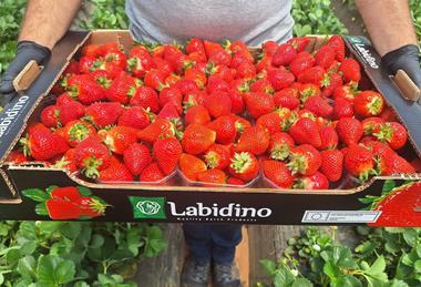Labidino