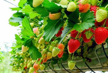 Strawberries