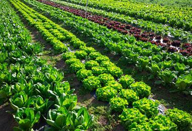 Tomer warns that a varietal trial is only a step toward commercialising a variety, not commercialisation itself
