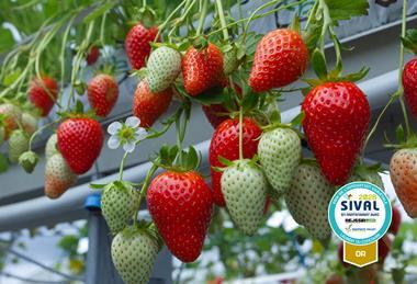 Planasa Demoiselle strawberry