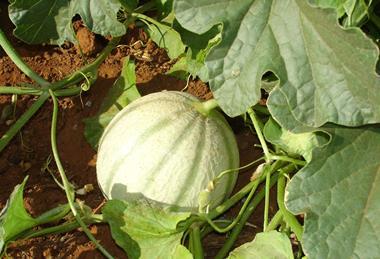 In Brasilien erzeugte Melone auf dem Feld