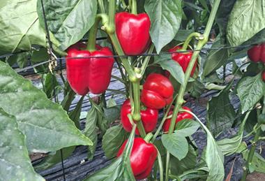 Semillas Fito Jalisco pepper