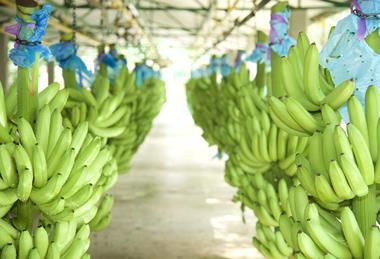 Colombian bananas Augura