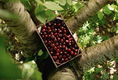 Spanish Picota cherries box in tree