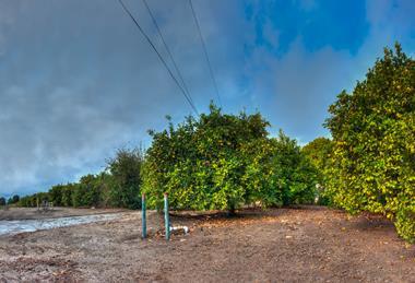 Muddy grounds on a California citrus orchard after the rain.