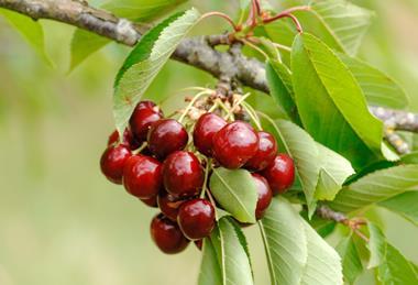 Kirschen - FV Photography_AdobeStock