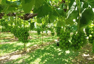 Shine Muscat Grape in Nagano Japan