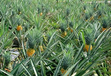 Malaysian pineapples