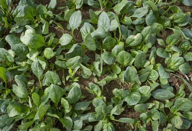 New Zealand spinach