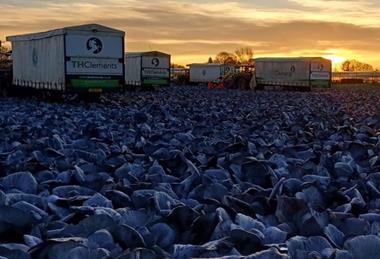 TH Clements has sold 600,000 more cabbages than in 2023