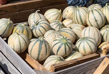 In Murcia, Charentais melon plantings have halved over the last four years