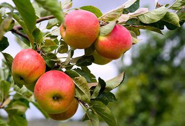 Growers are planting fewer new apple trees