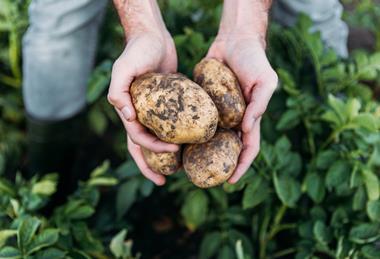 Potato grower