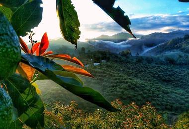 Colombian avocados Source Golden Hass