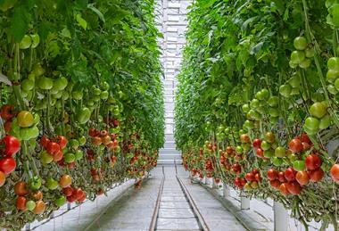 Tomato greenhouse