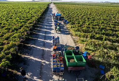 The upcoming raisin harvest in South Africa is expected to be eight per cent bigger than the last