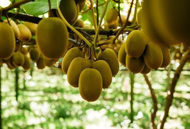 Zespri SunGold in NZ