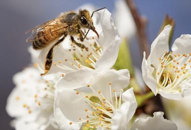 Bee pollinating stonefruit flower