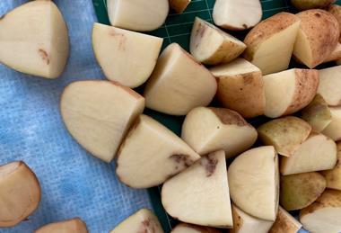 Cut potatoes showing the effects of potato mop top virus