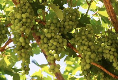 California table grapes Adobe Stock