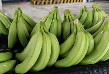 Ecuador bananas