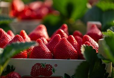 Campo Fresón de Palos (19)