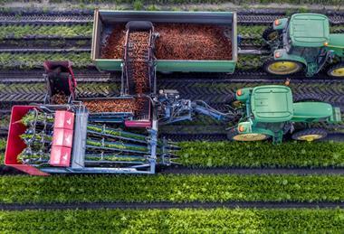 Australian carrot harvest