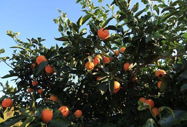 Jeju Island mandarins densely clustered on tree