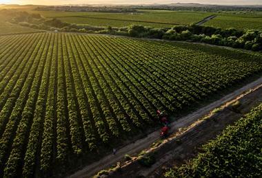 South Africa Raisin harvesting landscape
