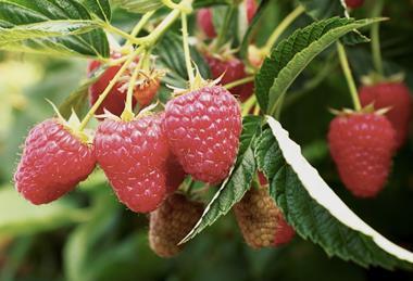 Plant Science Genetics raspberries hanging