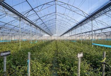 Prize greenhouse blueberries