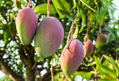Taiwan mangoes production Adobe Stock