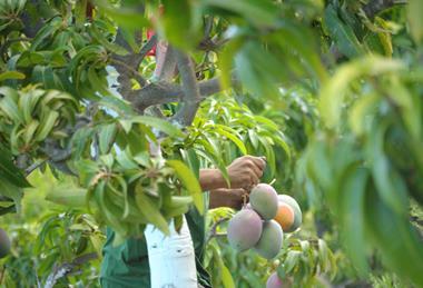 Mango Adobe Stock