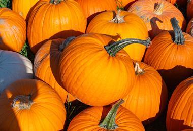 Hot summer brings smaller pumpkins but in great quality
