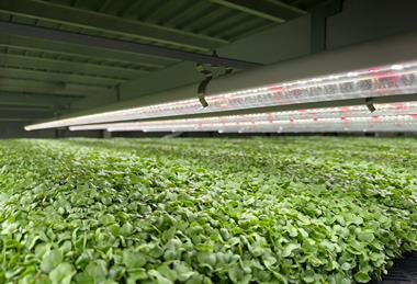 Cress production is the main focus of the new partnership