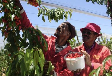 Cherry picking Ceres South Africa