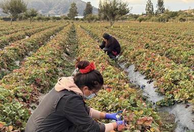 Inia strawberry trial