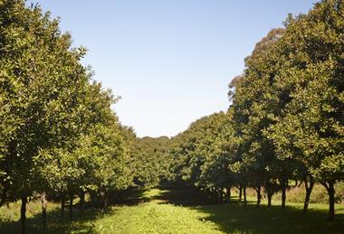 Australian Macadamia trees
