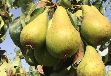 Conference pear