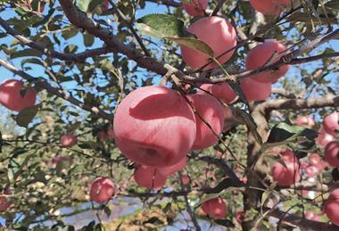 Apples in a Shandong Orchard, China