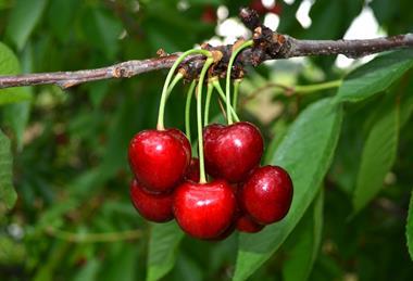 TR Lotus Fruit cherries on tree