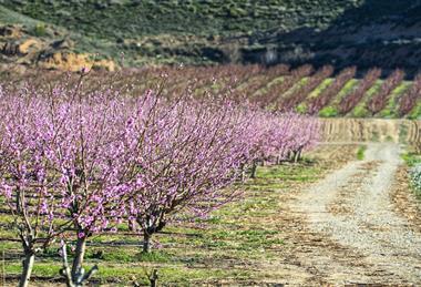 Spanish stonefruit