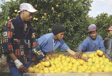 South African citrus