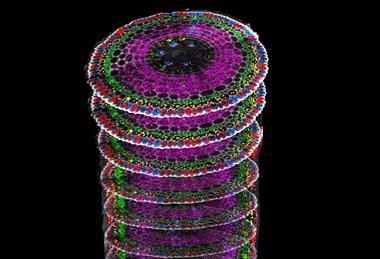 An artistic fusion of spatial transcriptomic landscapes from longitudinal and transverse rice root sections