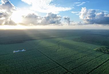 Fyffes banana farm Belize