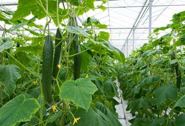 Cucumber growers face rising energy costs