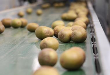 Seeka kiwifruit