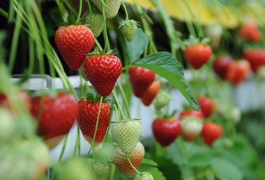 tabletop strawberries
