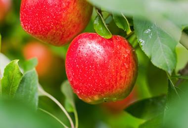 Jazz apples on tree