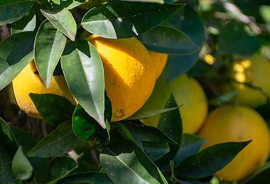 Spain citrus
